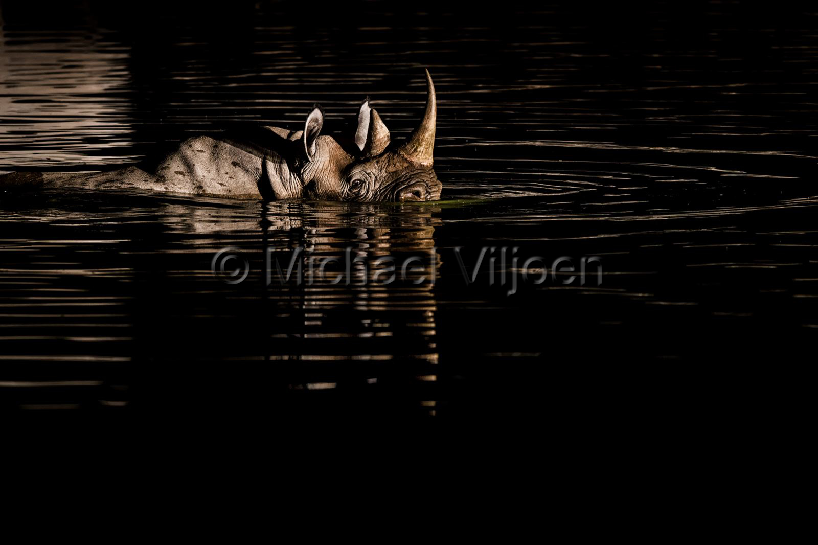 Mammals Photography